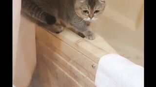 Сборник котиков