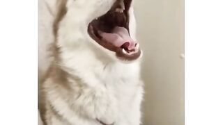 Собака витас))