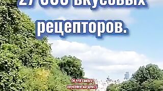 Скем лучше