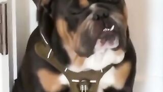 DOG FUNNY/ Funniest Animals