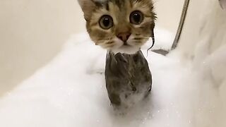 Funny Cat - Best Of The 2021 Funny Cat Videos - TRY NOT TO LAUGH!