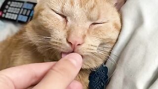 Funny Cat - Best Of The 2021 Funny Cat Videos - TRY NOT TO LAUGH!
