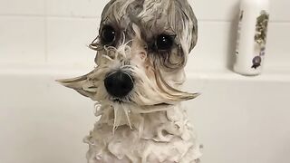 Funny Dog - Best Of The 2021 Funny Dog Videos - TRY NOT TO LAUGH!