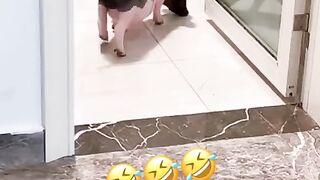 Funny Pig - Best Of The 2021 Funny Animal Videos - TRY NOT TO LAUGH!