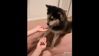 Реакция на еду Видео о кошках и собаках _ Весёлые моменты животных