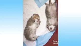 смешные домашние животные реакция -животные забавный момент