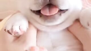 ЗАБАВНЫЕ КОШКИ И СОБАКИ ИСКЛЮЧИТЕЛЬНАЯ КЛАССА3