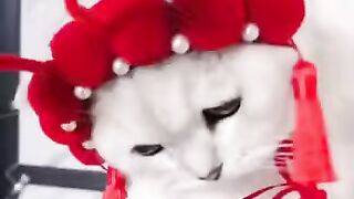 ЗАБАВНЫЕ КОШКИ И СОБАКИ ИСКЛЮЧИТЕЛЬНАЯ КЛАССА2