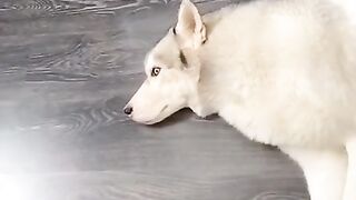 Толстый)