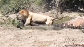 big lion hunting
