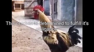 This chicken is determined