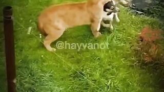 mountain lion hunted dog