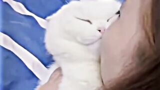 Funny pets, cute cats, if you like cats this video is for you
