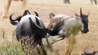 hunting wild animals????????????????????????????????????