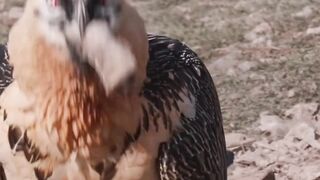 vulture