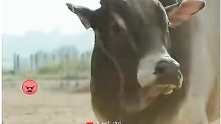 File name New_South_Status_????_Action_Movie_Status_????_Boys_Attitude_Whatsapp_Status_????_Boys_Antry_Attitude_Killer(