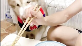 Smart dog that can talk. Fun