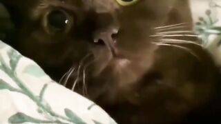 Cute cat