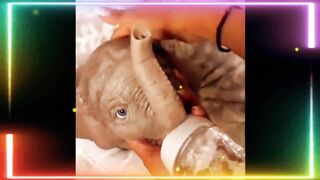 Cute animal's||funny animal's||2023||animals fighting