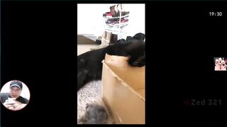 Top funny ???? Crazy dogs and cats videos funny clips.