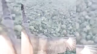 Eagle fly