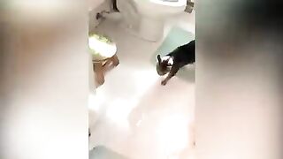 funny cat