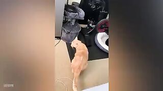 fuuny cat 2