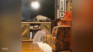 Funny Cat 3