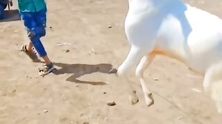 Bakra dance