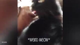 Funny Cat 4