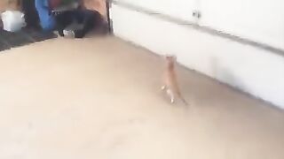 funny cat 5