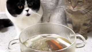 Farting cat (must watch)