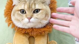 Cat handbag