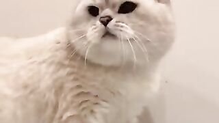 Cat funny voice