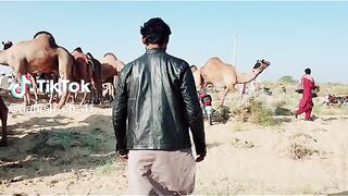 Desert Music tiktok video