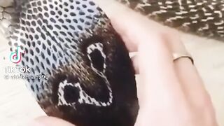Kobra snake