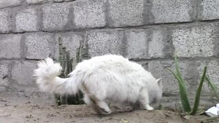 Cute and beautiful cat video in the word 2023