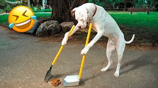Funny Dogs ans Cats videos 2022????????