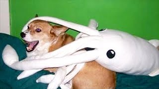 very funny and cute animals compilation