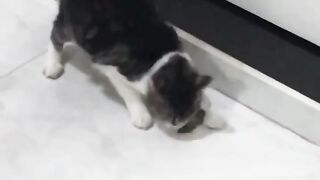 So funny cats compilation 2023
