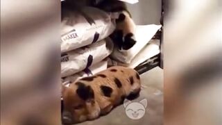 Funny Cats Video #2.