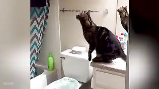 funny cat 6