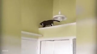 Funny Cat 8