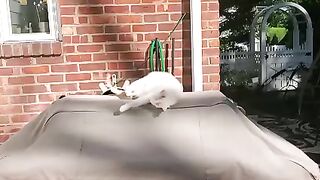 funny cat 10
