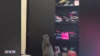 funny cat 11