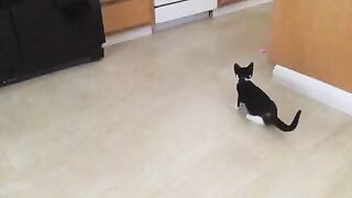 funny cat 12