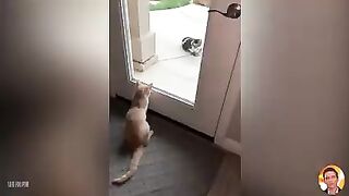 funny cat 13
