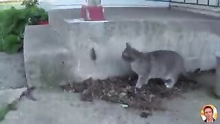 Funny Cat 14