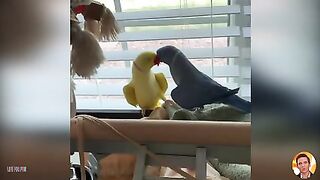 Birds Love