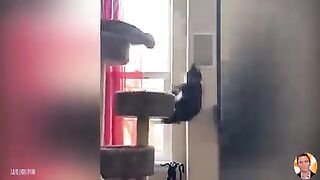Funny Cat 16